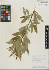Foto von Salix lasiandra Benth.